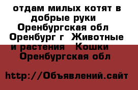 отдам милых котят в добрые руки - Оренбургская обл., Оренбург г. Животные и растения » Кошки   . Оренбургская обл.